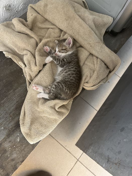 Котенок в хорошие руки