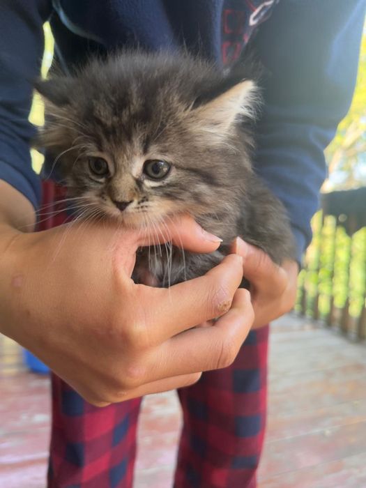 Отдам два котенка в хорошие руки