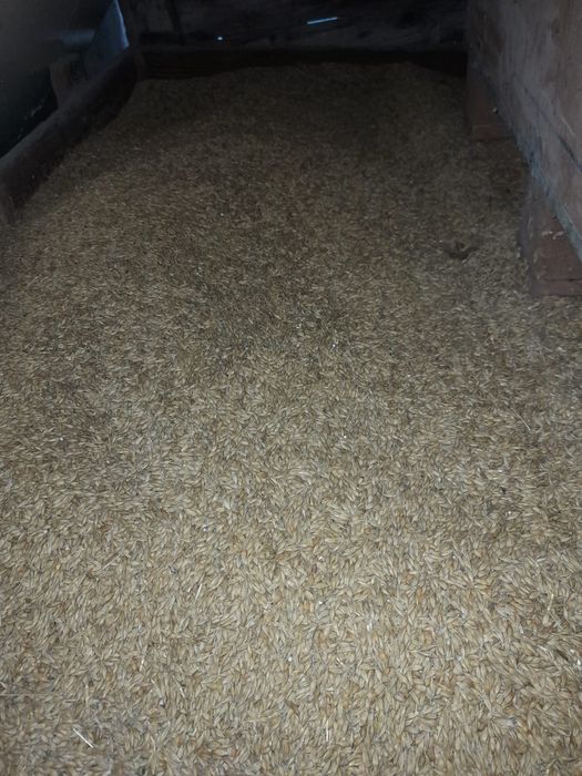 Vând grâu, porumb și orz