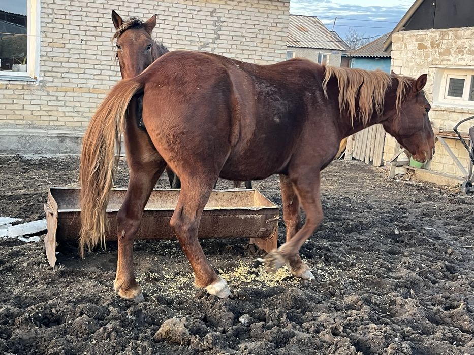 Продам двух кобыл