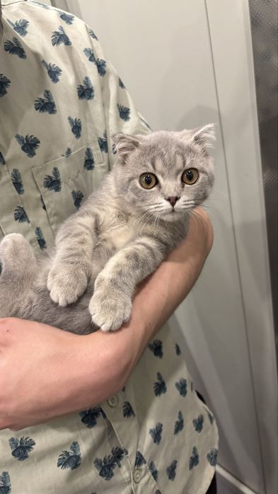 Котенок породистый