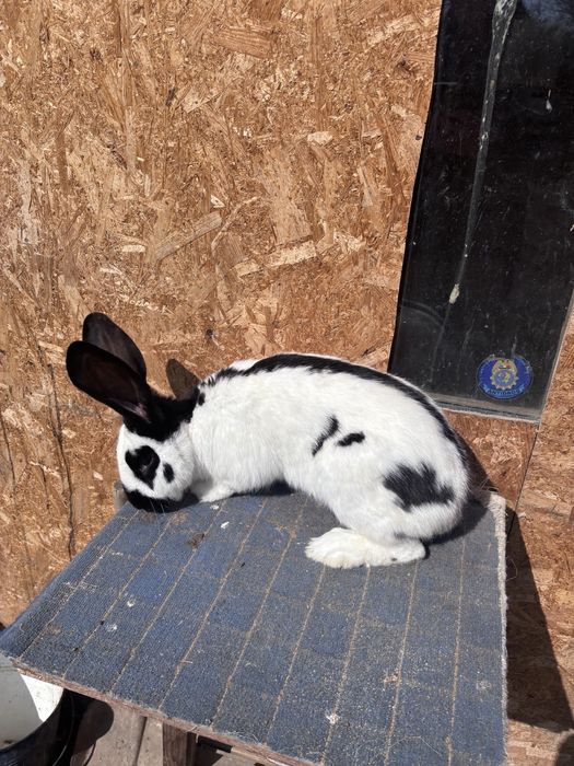 Mascul fluture german