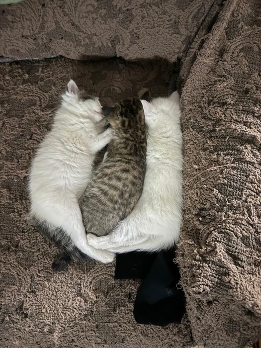 Отдаём котят в хорошие руки