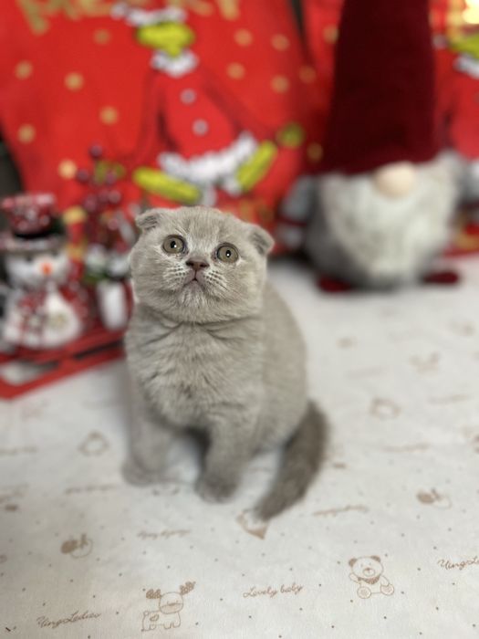 Шотландско клепоухо момче