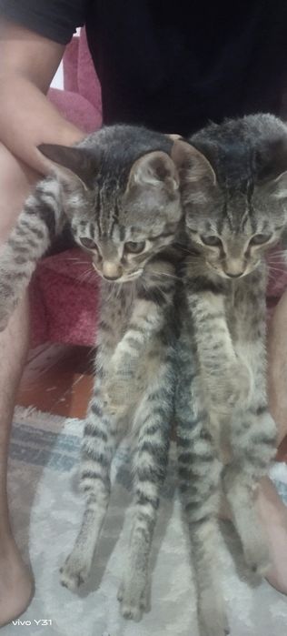 Еркек мысықтар тегін беремін