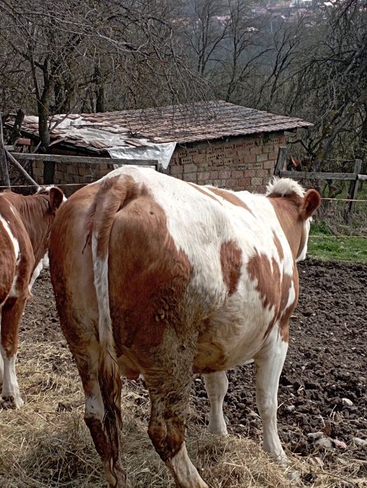 Vaca gestanta de vânzare