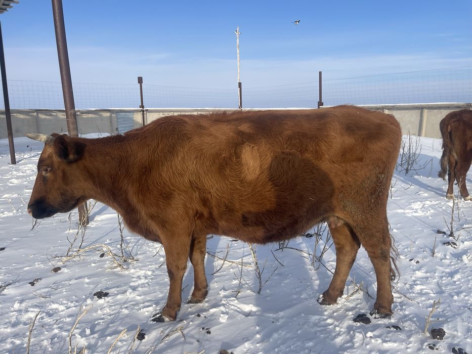 Продам коров Тайтобе