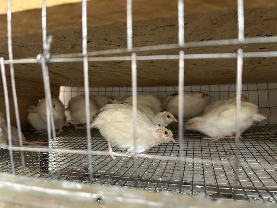 Бодене, Перепелка