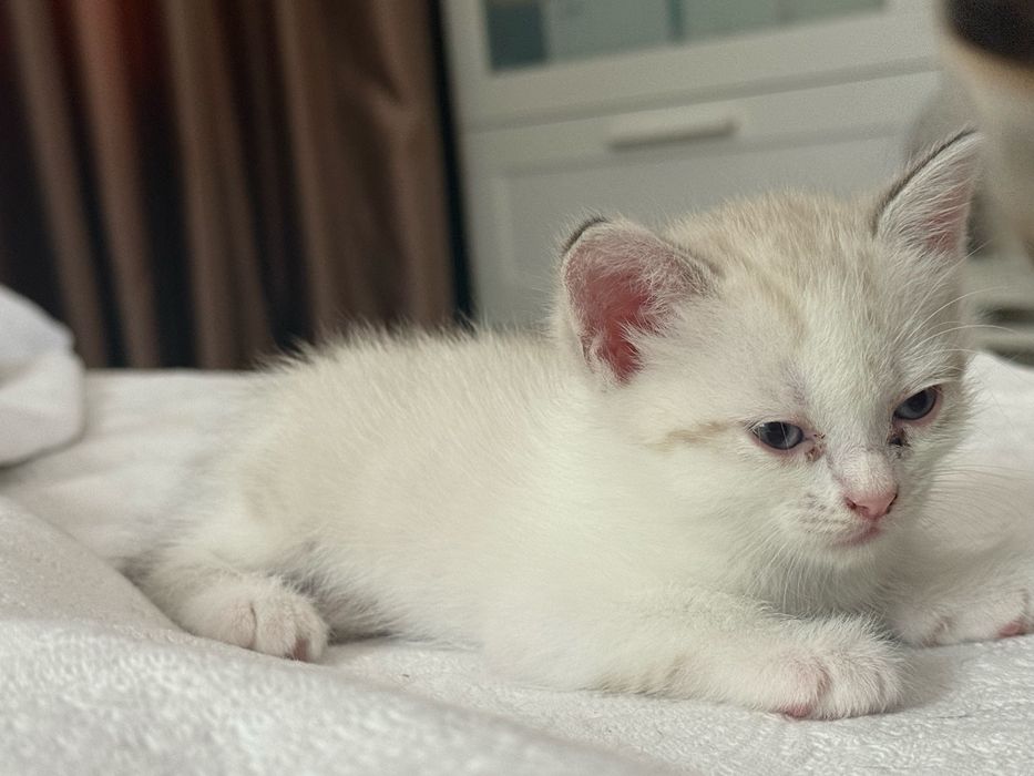 Продаются котята