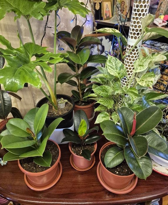 Продаётся Фикус эластика