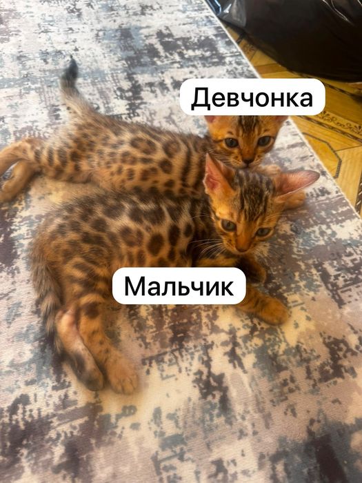 Бенгальские котята