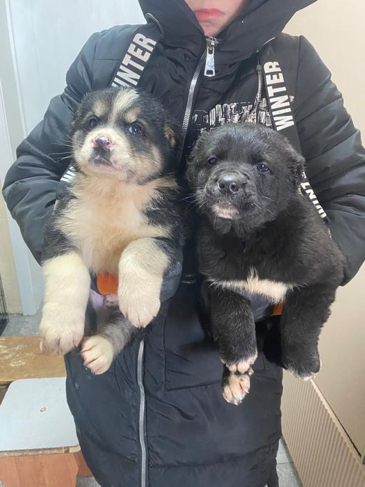 Щенки алабая шикарных кровей