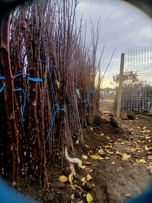 Pomi fructiferi certificati fitosanitar