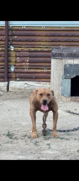 Питбуль рр собака ит