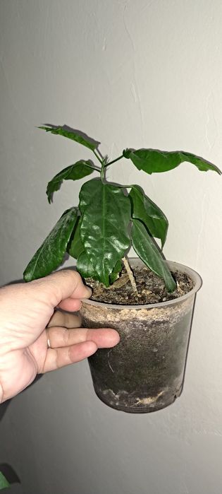 Домашние растения, цветущие