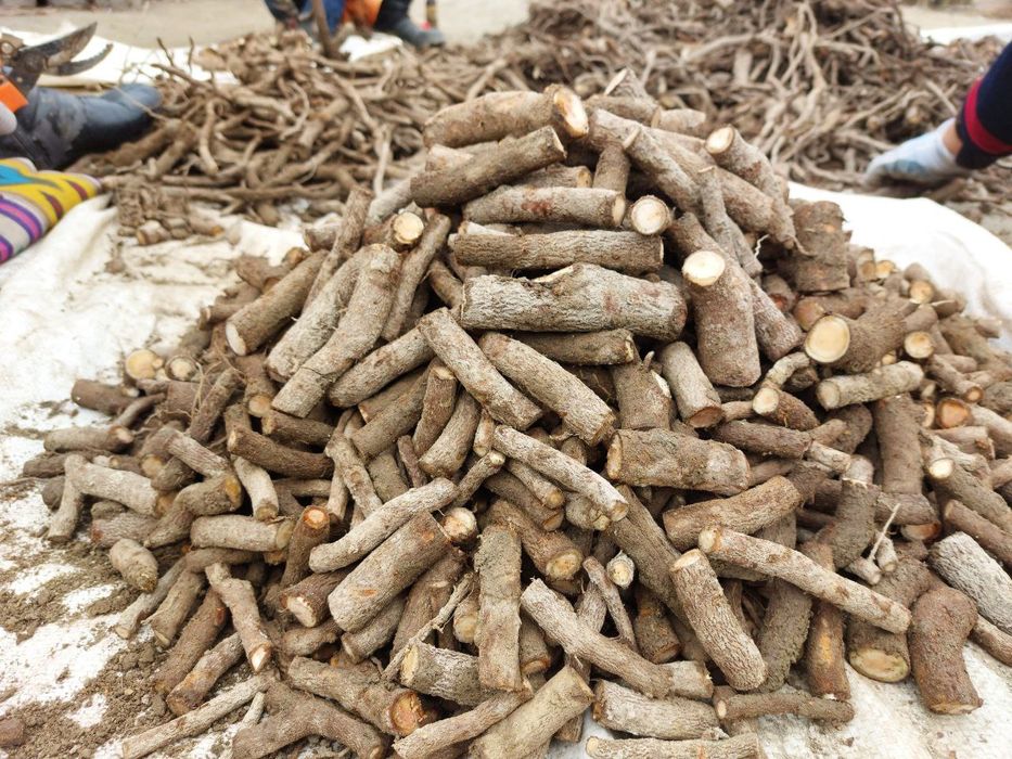 Pavloniya ildiz qalamchalari bor