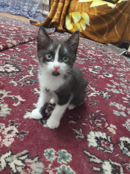 Отдам котят Карабулак