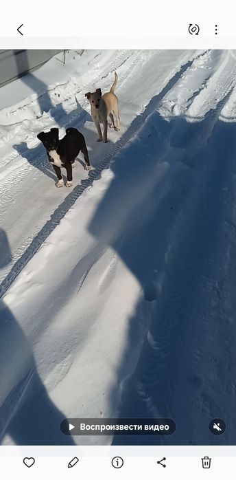 Подарю красивых щенков.