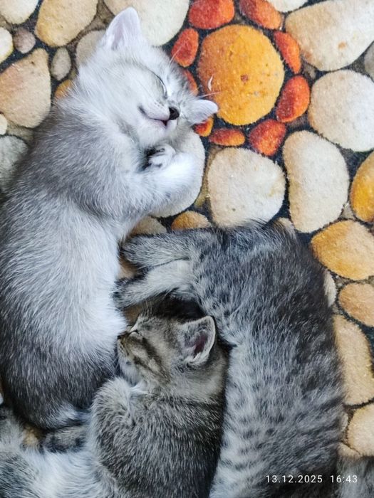 Продается котят мама сиямская папа серибристая шиншила