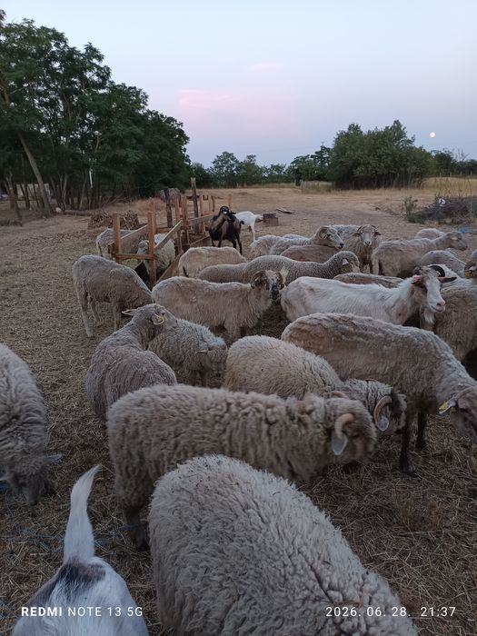 Vand capre si iedute