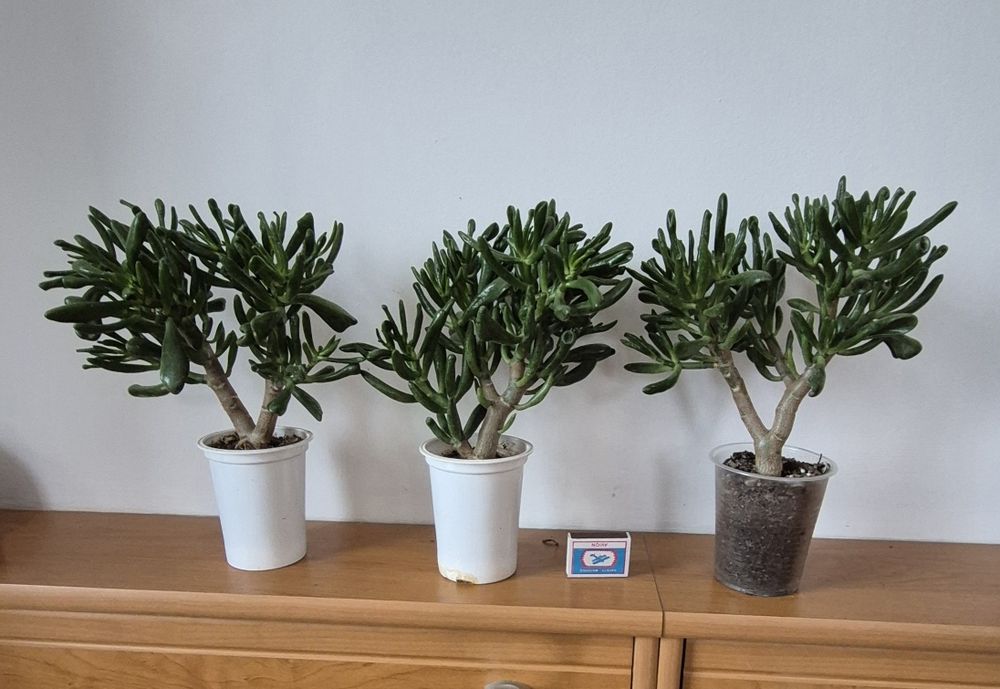 Крассулы (суккуленты)