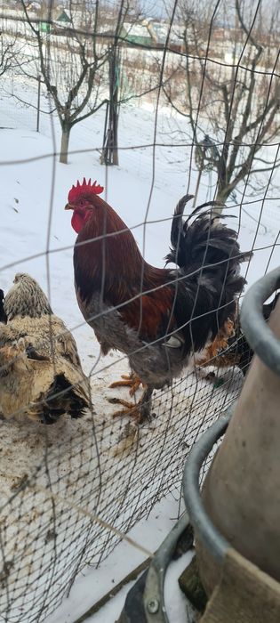 Cocoși de vânzare