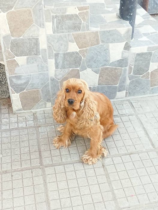 Английски Кокер Шпаньол