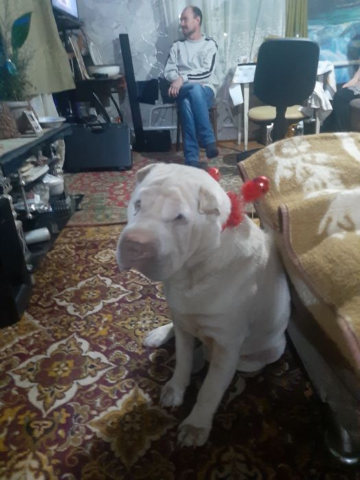 Шарпей. Кабель. .