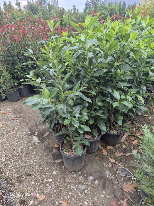 Potinia  prunus plante