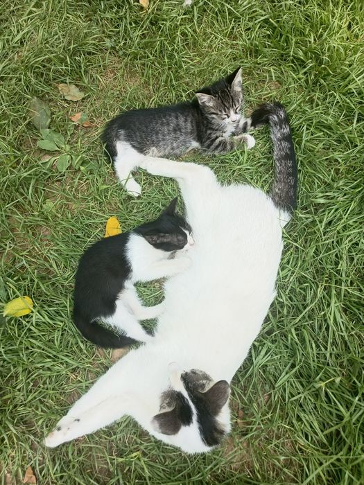 Красивые маленькие котята даром 5шт