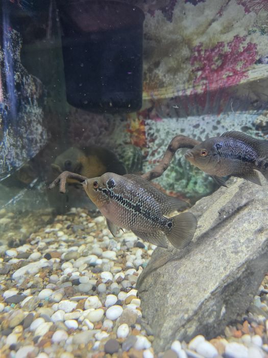 Отдам даром мальков фловер хорна