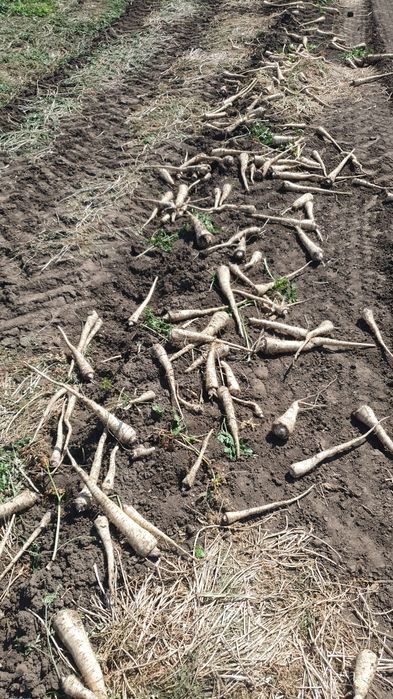 Vând Pătrunjel Pastarnac