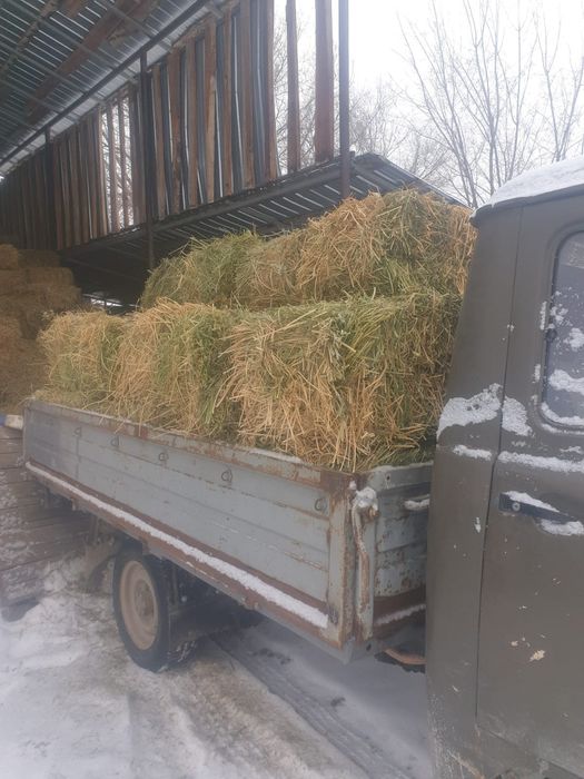 Сено люцерна 2000тг  Есть доставка