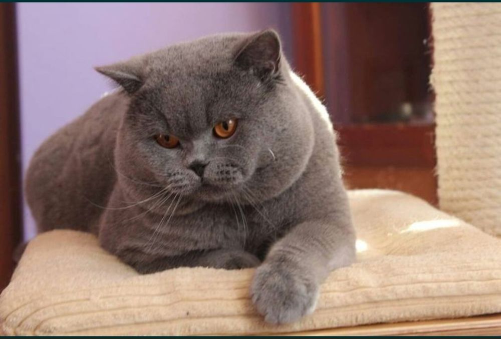 Британска късокосместа 550лв