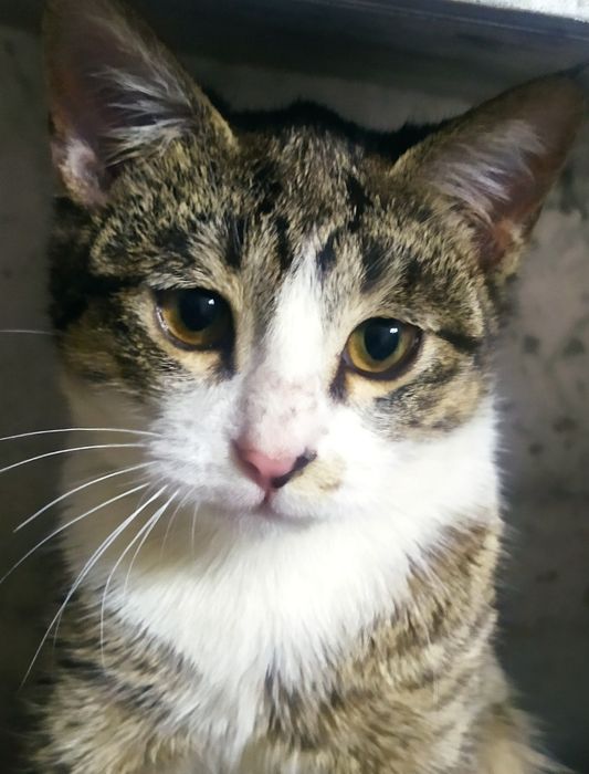 Бесплатно коты, кошки, , собачки подростки..