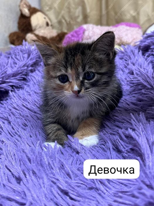 Отдам котят в хорошие руки