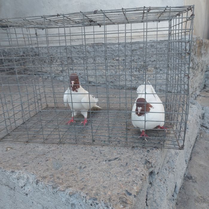 Кызылбас пара лет с игрой