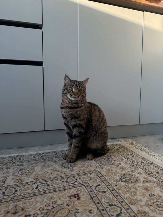 Отдам кота в добрые руки