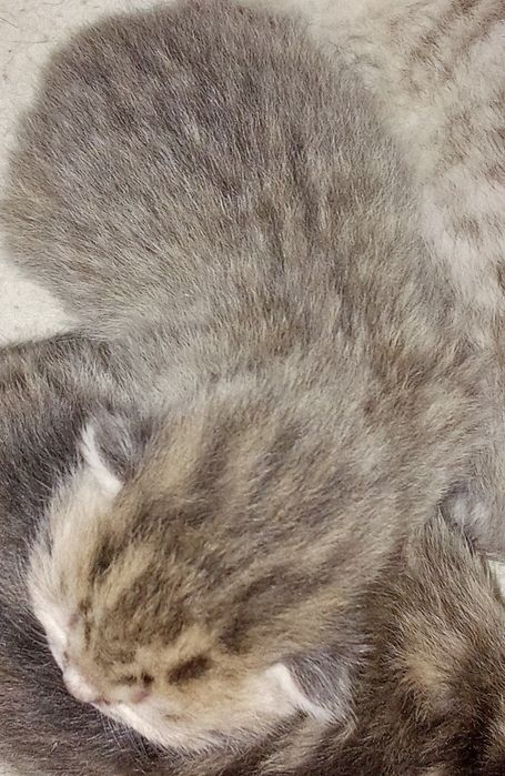 Шотландские котята