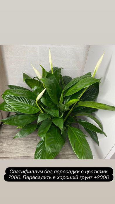 Продам взрослые комнатные цветы