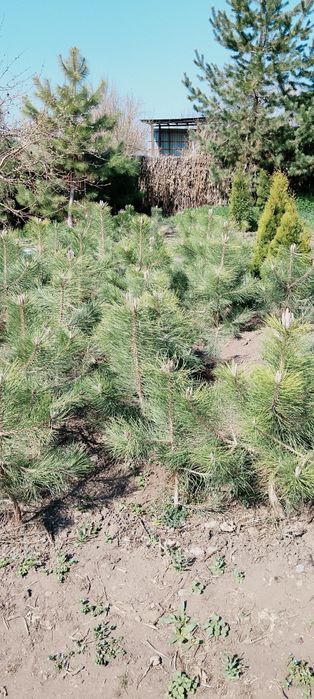 Продам Ёлку своя