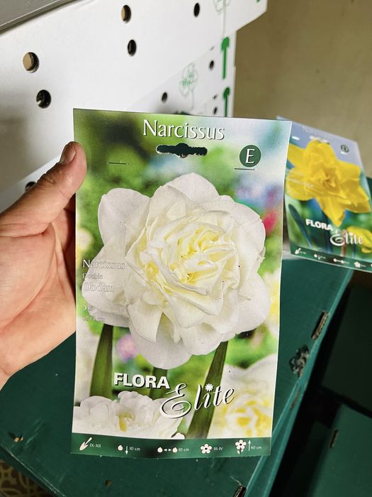 Нарциссы сортовые луковичные