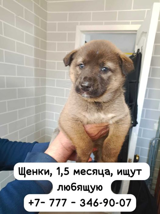 Даром отдам щенят