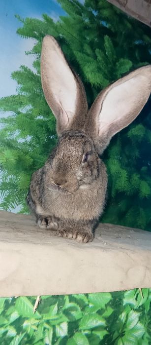 Фландир 2_5месчц ест ишо ест дургое варянть  чисты кроф 100% гарантья