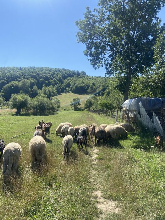 Vand oi cu lapte