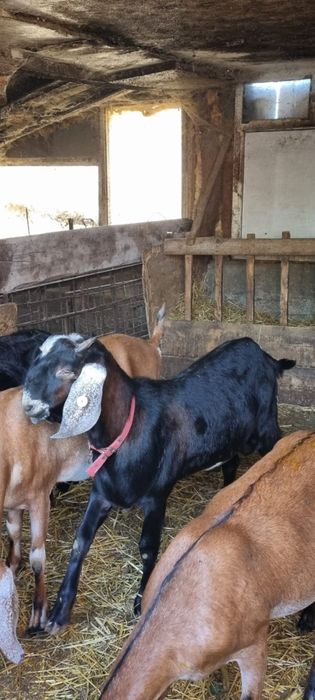 Vand tap anglo-nubian