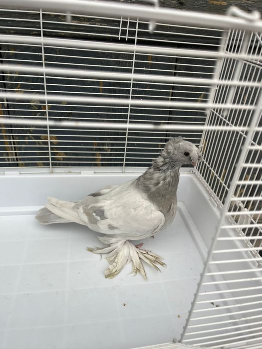 Продаётся пепельный