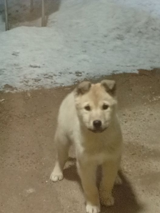 Отдам щенка в добрые руки