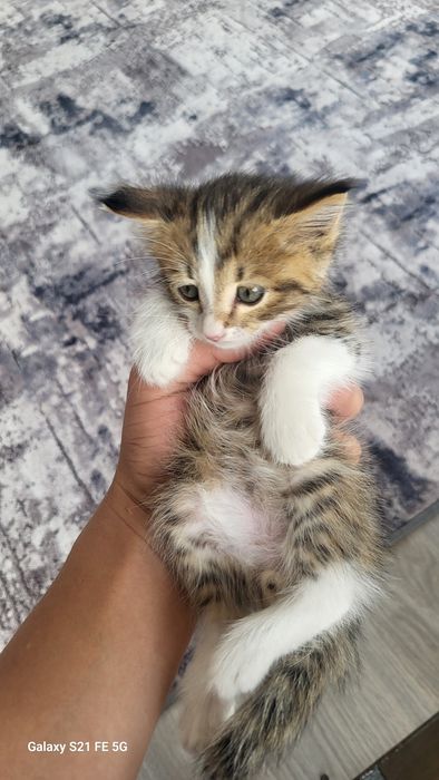 Продаж кошку очень маленький