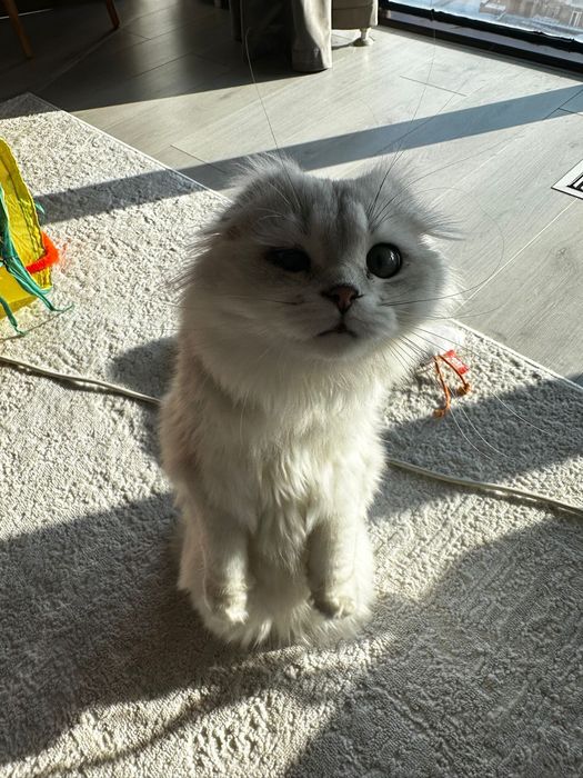 Кот Джеки ищет новый дом